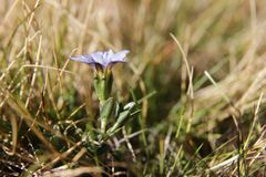 Gentiana boryi