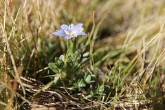 Gentiana boryi