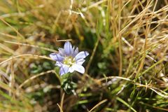 Gentiana boryi