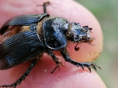 Ceratophyus hoffmannseggi