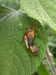 Heteroptera