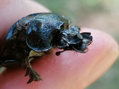 Ceratophyus hoffmannseggi