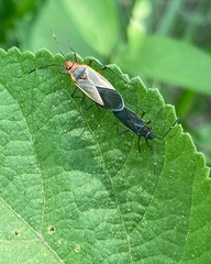 Heteroptera