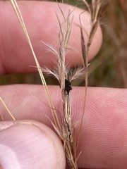 Epicoccum andropogonis