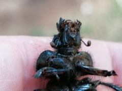 Ceratophyus hoffmannseggi