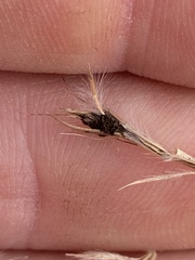 Epicoccum andropogonis