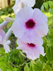 Pandorea jasminoides