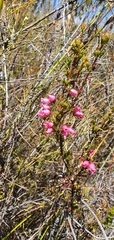 Erica daphniflora