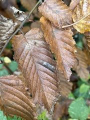 Phyllonorycter tenerella
