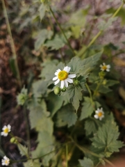 Perityle microglossa