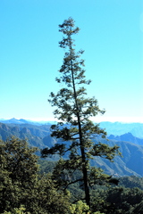 Abies durangensis