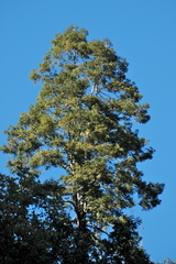 Abies durangensis