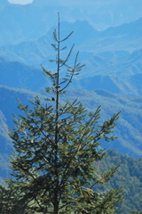 Abies durangensis