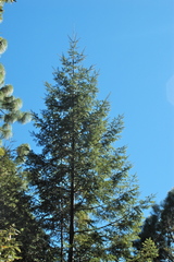 Abies durangensis