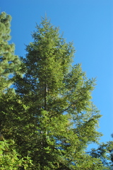 Abies durangensis