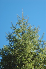 Abies durangensis