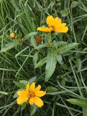Bidens laevis