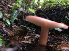 Russula americana