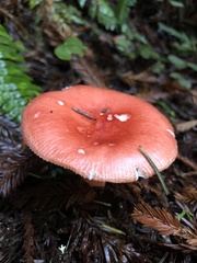 Russula americana