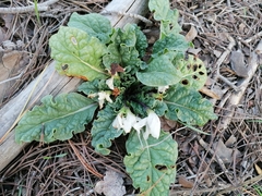 Mandragora autumnalis