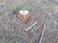 Mandragora autumnalis