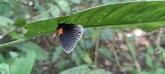 Hades noctula