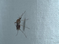 Coquillettidia linealis