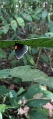 Hades noctula
