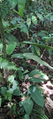 Hades noctula