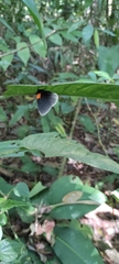 Hades noctula