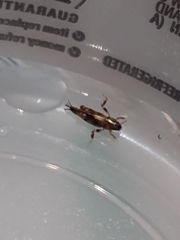 Neotridactylus