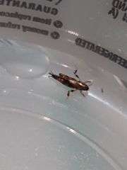 Neotridactylus