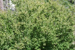Flueggea verrucosa