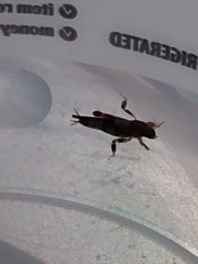 Neotridactylus