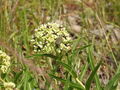 Satyrium favonius