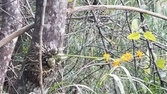 Mormodes cozticxochitl