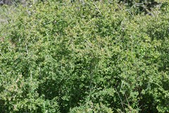 Flueggea verrucosa