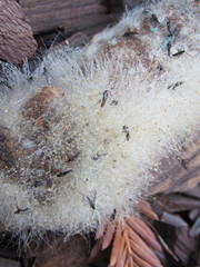 Phycomycetaceae