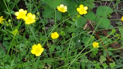 Ranunculus multifidus
