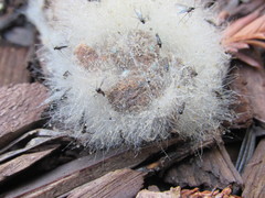 Phycomycetaceae