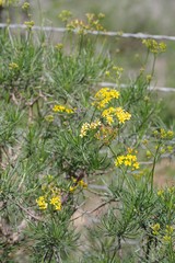 Senecio linifolius