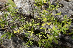Lonicera pyrenaica