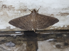 Herpetogramma phaeopteralis