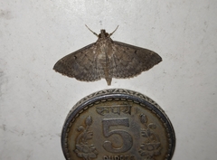 Herpetogramma phaeopteralis