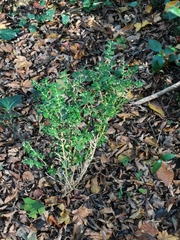 Buxus colchica