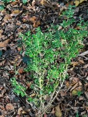 Buxus colchica