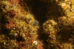 Spirobranchus spinosus image
