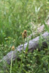 Carex leavenworthii