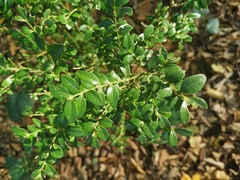 Buxus colchica