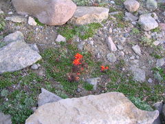 Castilleja rupicola